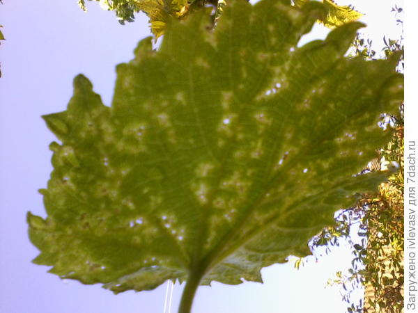 Лист винограда
