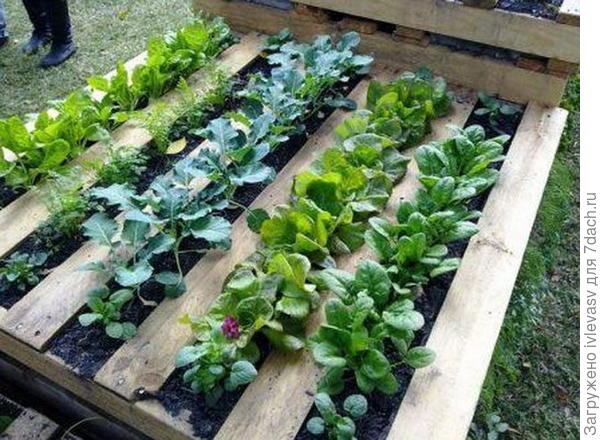 Зелень в паллетах. С сайта http://img1.liveinternet.ru/images/attach/c/0/120/476/120476711_5477271_114895133_7bdbfdc90d357f11256a235834baa0cb_b.jpg