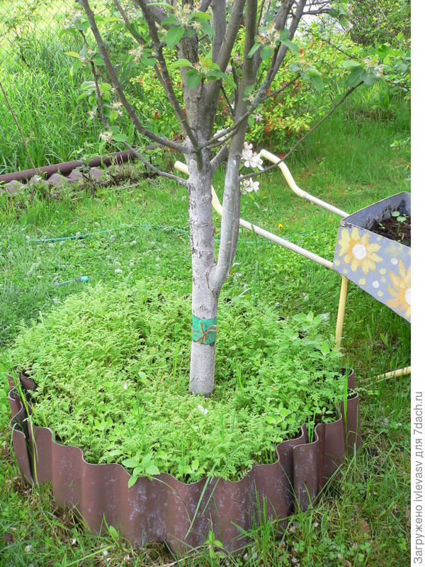 Фацелия под яблоней