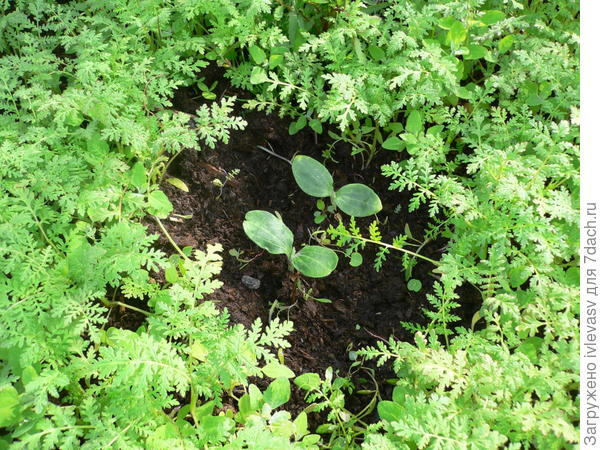 Кабачки с фацелией