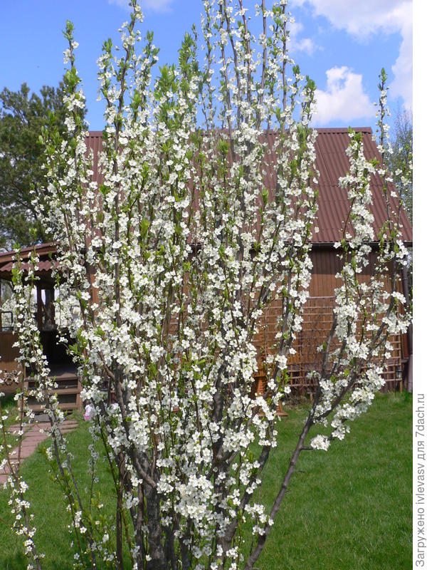 Колоновидная слива