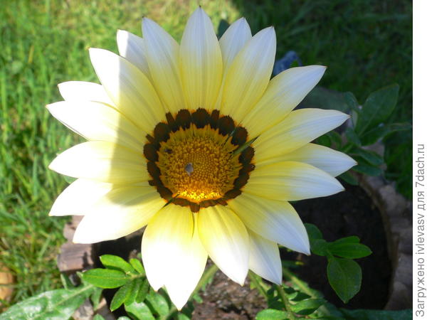 Солнышко для семидачниц!