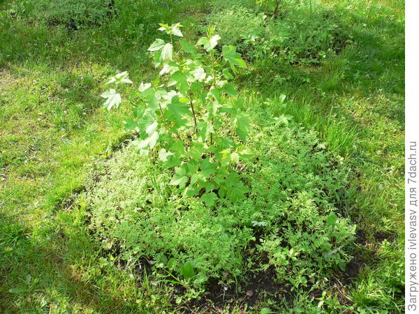 Фацелия вокруг посаженной смородины.