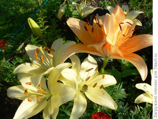 Лилии