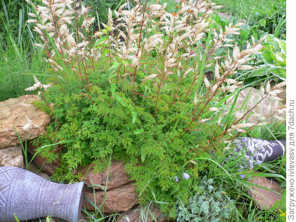 Мини астильба