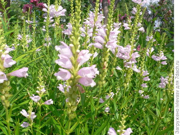 Многолетники