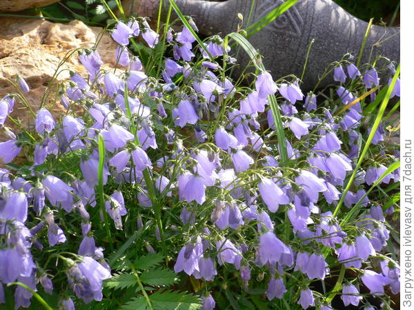 Колокольчики