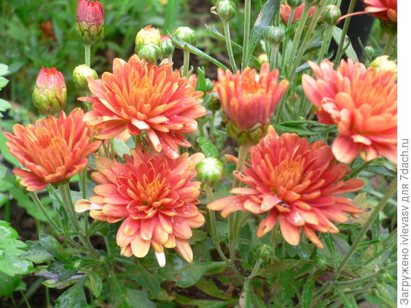 Хризантемы