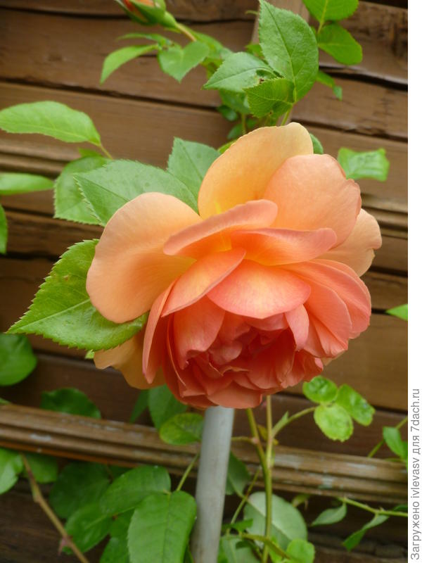 Плетистая роза