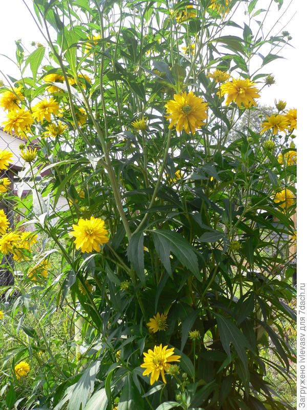 Золотые шары