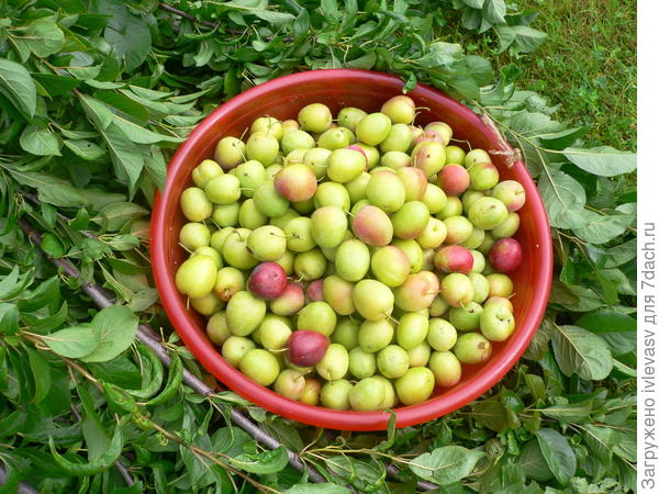 Сливы Сливы