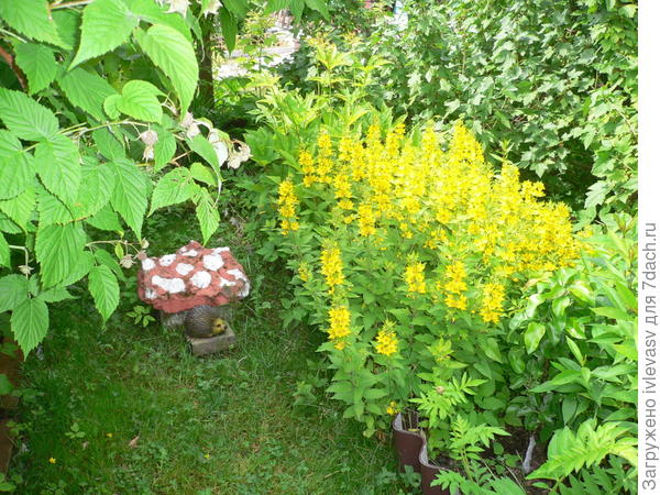 Вербейник у меня рядом растет.