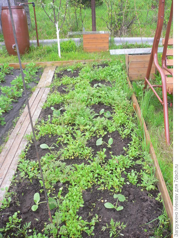 Огородик для полива, если подключить шланг можно и газон поливать