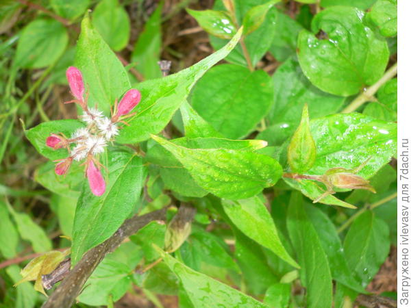 Зато бутоны появились. Жду цветения.