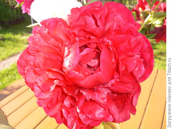 А вот соседка принесла букет пионов