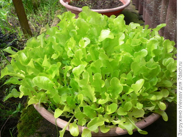 Салат в тазике