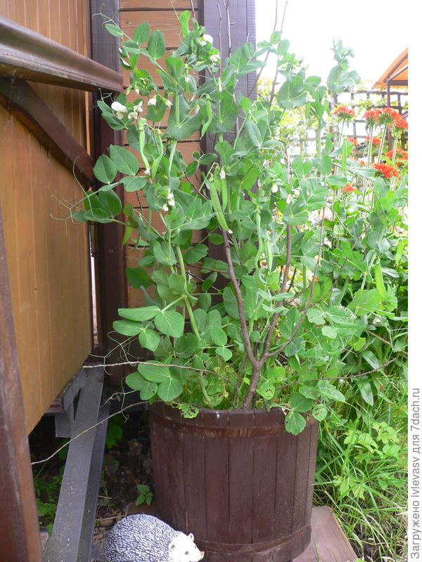 Старый запарник для гороха