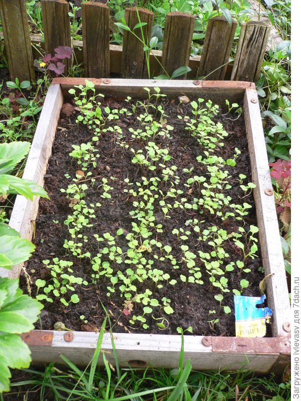 А здесь только подрастает. Сорт Рокет.