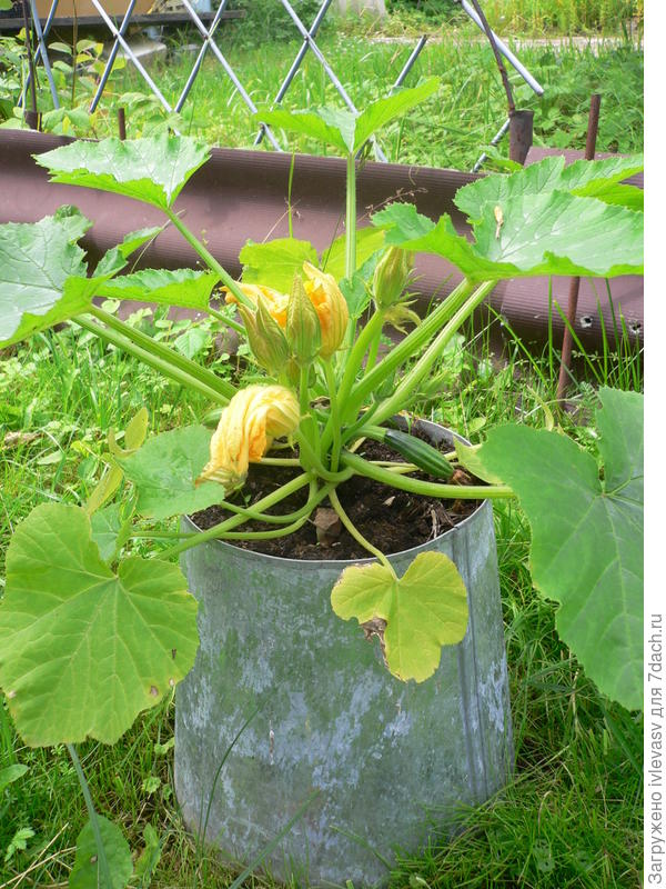 Еще сажаю в ведра без дна