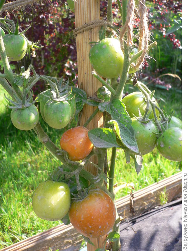 Это я зольной водой их обрызгала