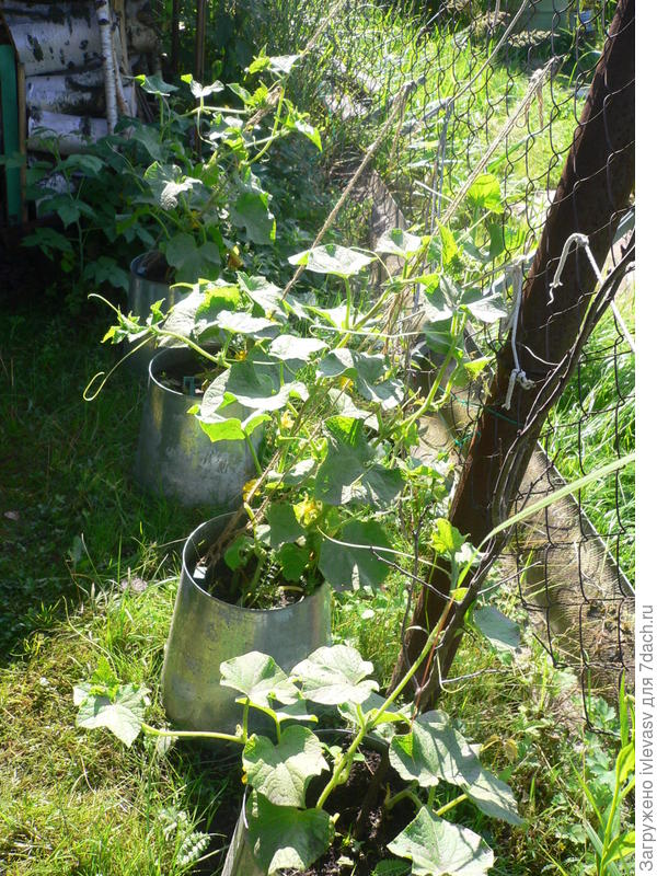 Огурцы скоро зацветут...