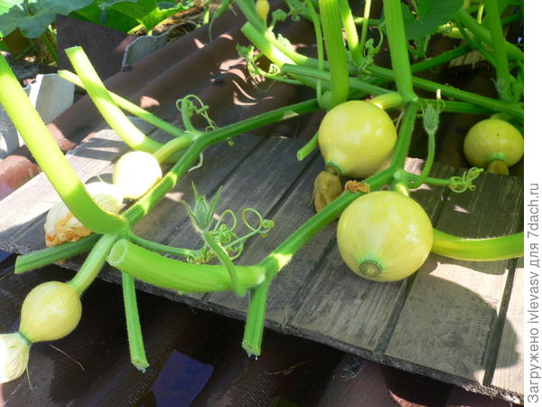 Тыква к Новому году...