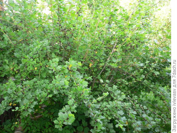 У нас это называют Негус