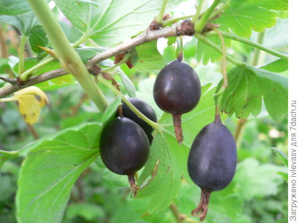 Ягоды вкусные, кисло-сладкие