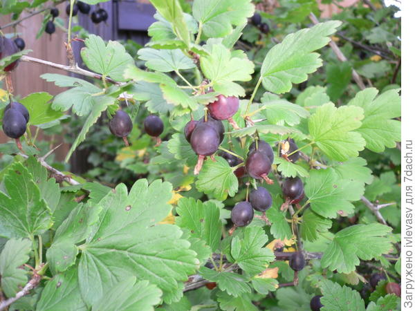 Вот фото получше