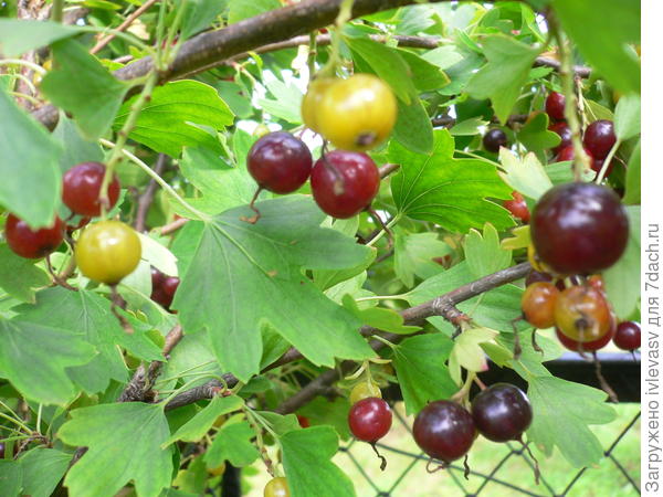 Ягоды зреют
