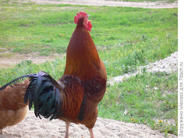 Утро в деревне.