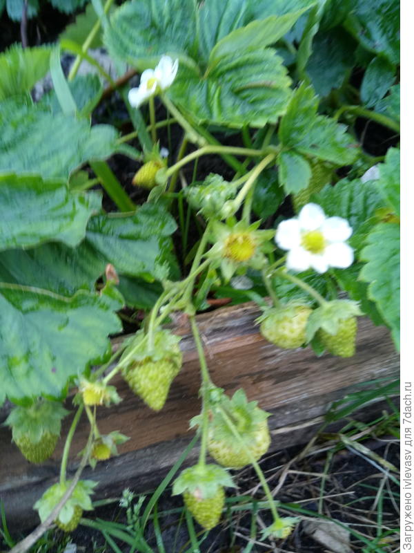 У меня еще клубника не поспела