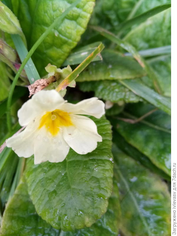 Примула зацвела