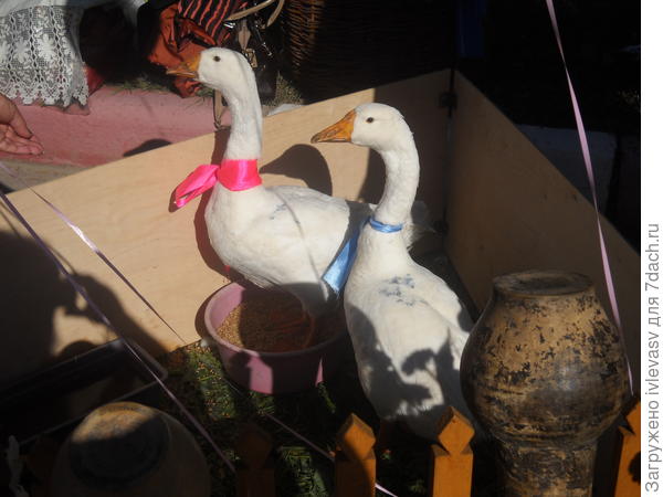 Липецкая область