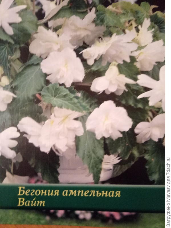 Надеюсь, вот такая будет.