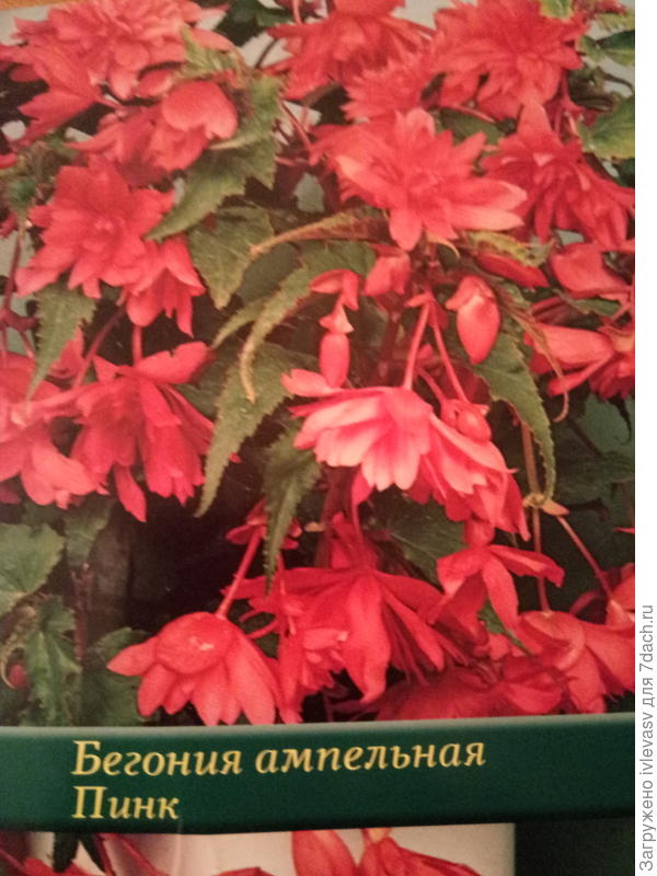 Не теряю надежду, что и такая проклюнется.