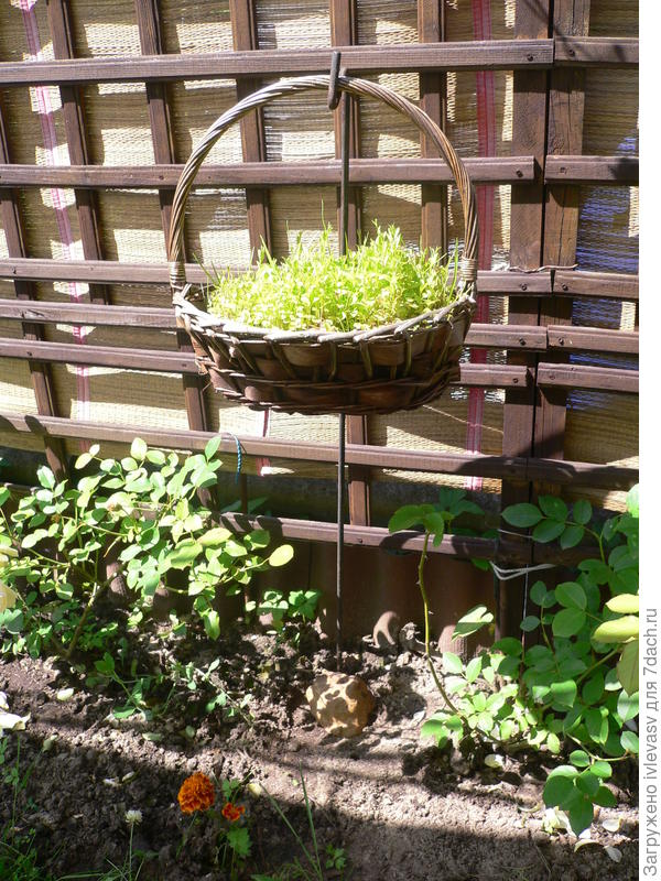 Сажала прямо в корзинку.