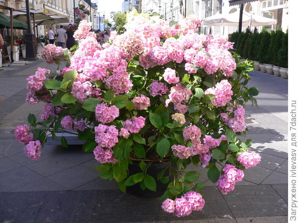 Будь счастлива!