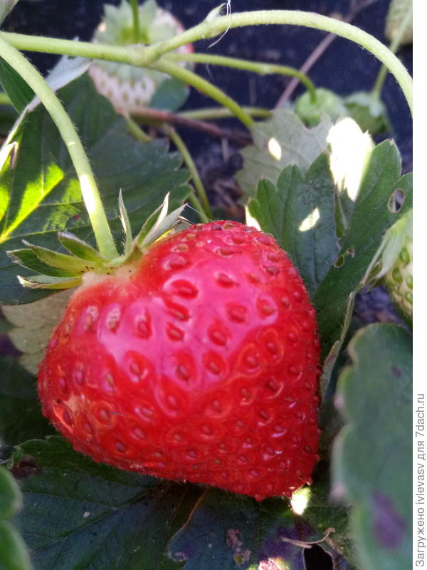 Середина сентября