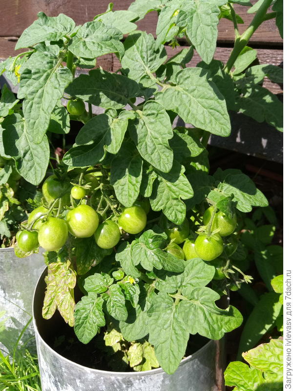 Соседи изредка поливали