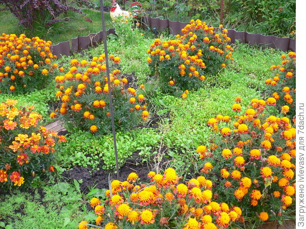 Урожай собран, а бархатцы продолжают украшать огород