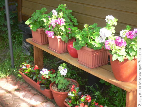 Еще мне нравится цветы в вазоны сажать