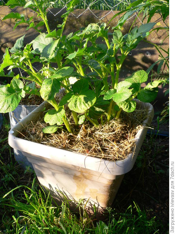 У меня и картошка так росла