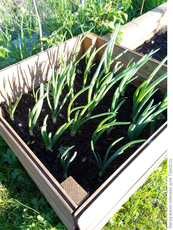 Лук на зелень, съели и новый сюда посадили.