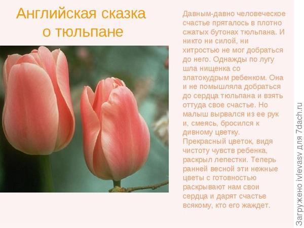 Тюльпан текс. Описание тюльпана. Описание цветка тюльпана. Рассказ о тюльпане. Тюльпан краткое описание.