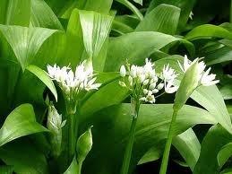 А цветочки у нее тоже красивые