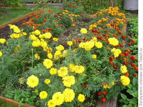 Урожай собран,бархатцы остались до зимы