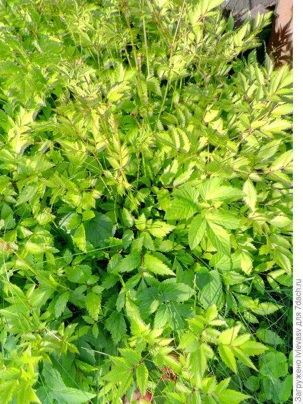 Вылезает внутри всех цветов,  только газона боитсяпе