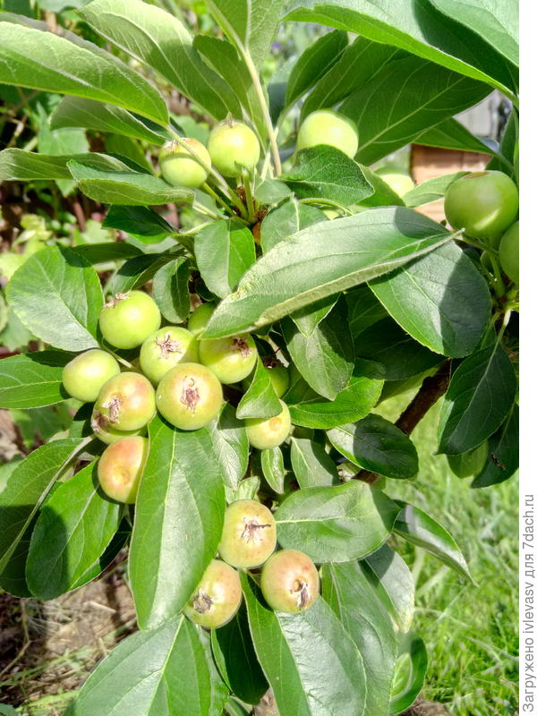 Но по сравнению с двумя яблоками в первый год,  сейчас урожай отменный