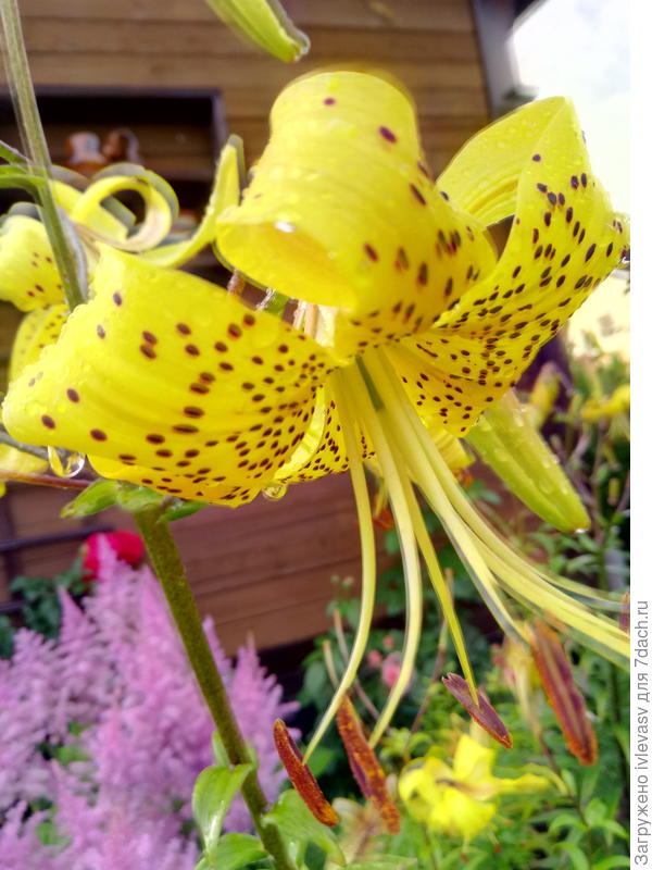 Другие, но тоже с веснушками